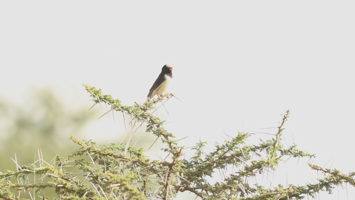 Straw-tailed Whydah - ML642581287