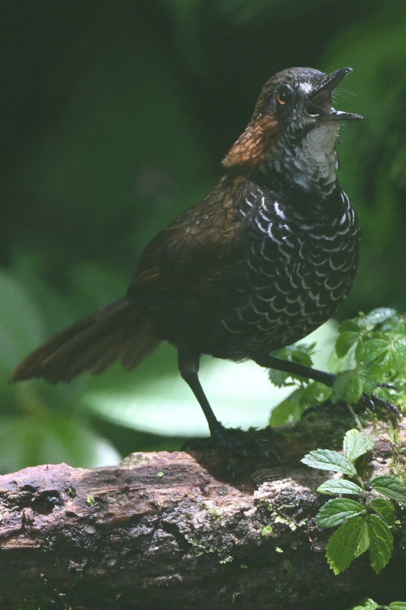 Marbled Wren-Babbler - ML642581319