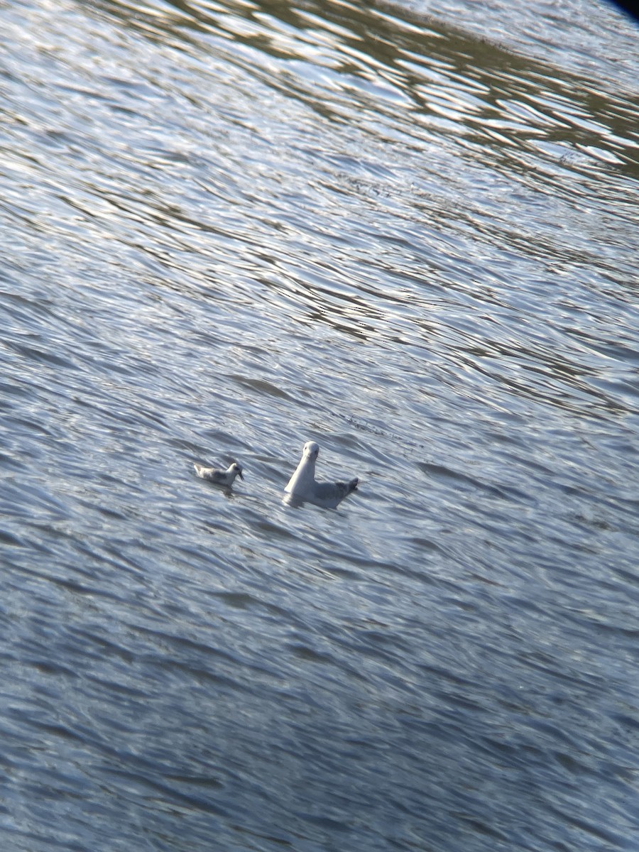 Red Phalarope - ML642581321
