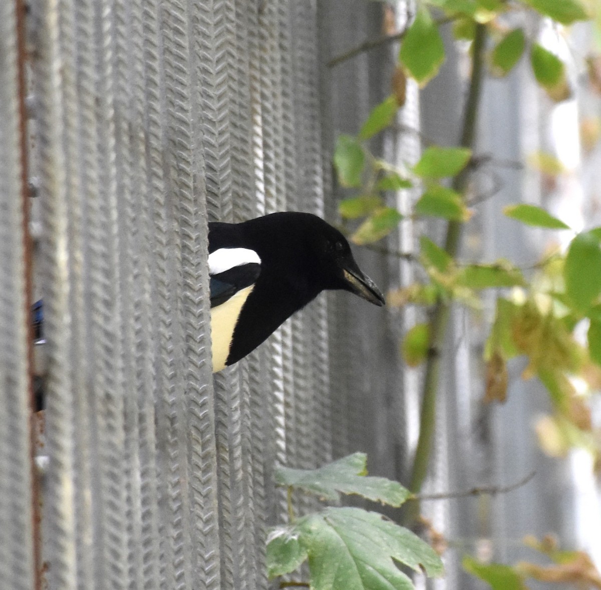 Eurasian Magpie - ML642581327