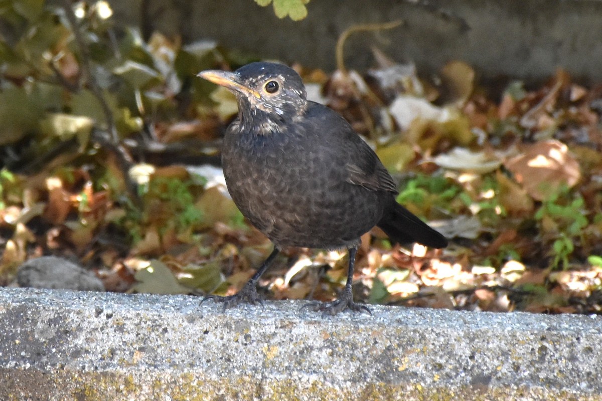 Eurasian Blackbird - ML642581336
