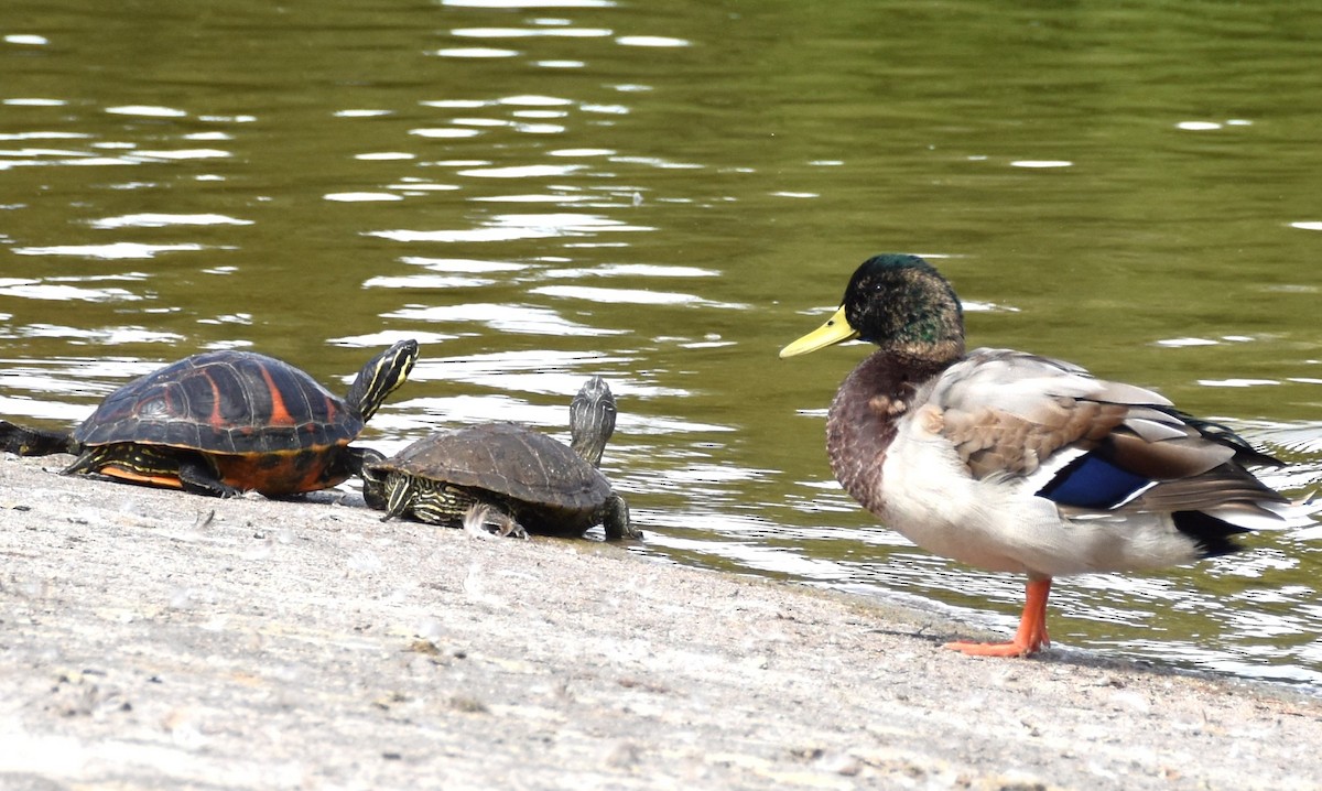 Florida Red-bellied Cooter - ML642581354