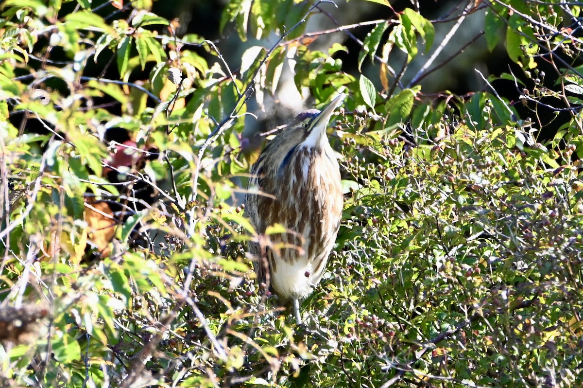 American Bittern - ML642581369