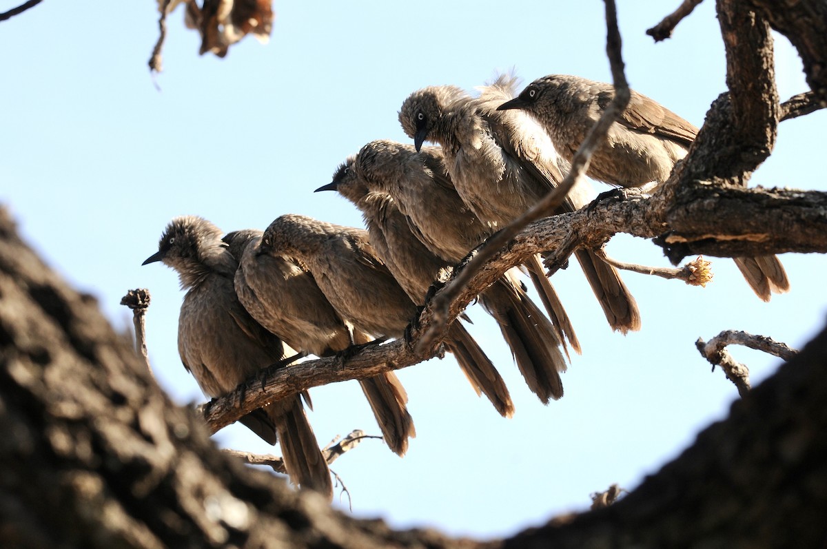 Black-lored Babbler (Sharpe's) - ML642581401