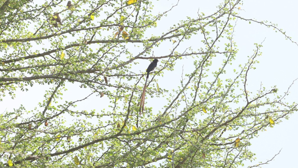 Steel-blue Whydah - ML642581407