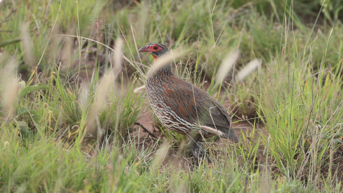Gray-breasted Spurfowl - ML642581419