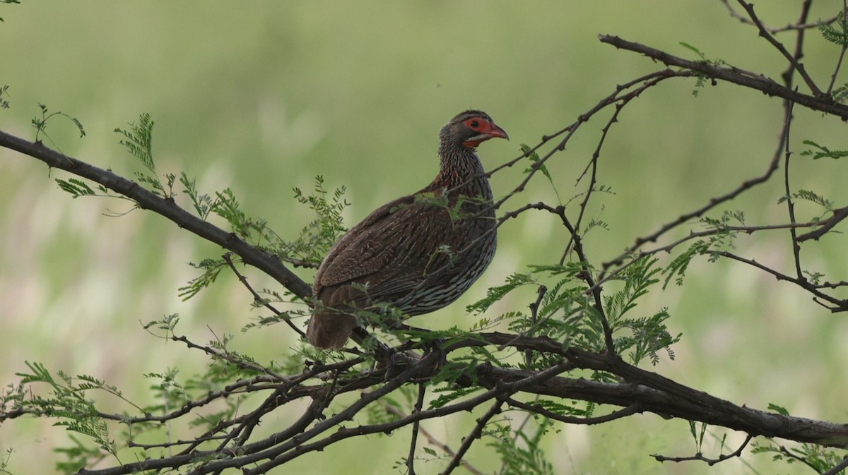 Gray-breasted Spurfowl - ML642581421