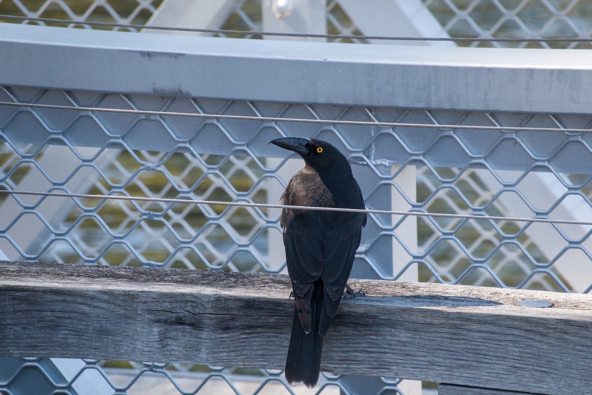 Black Currawong - ML642581444