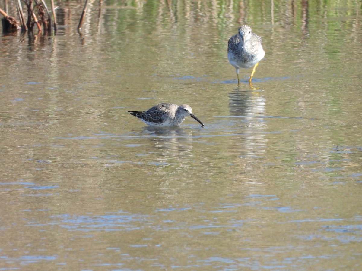 Stilt Sandpiper - ML642581485