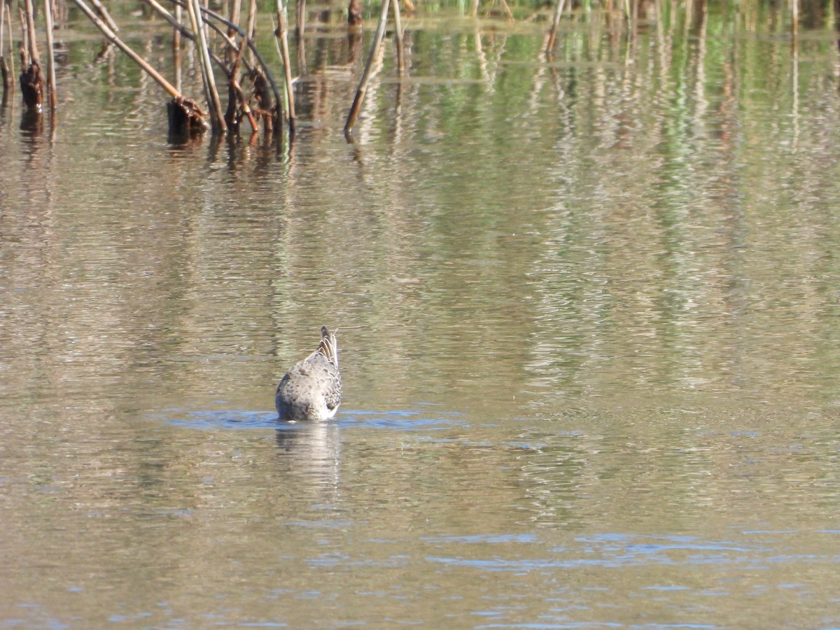 Stilt Sandpiper - ML642581486