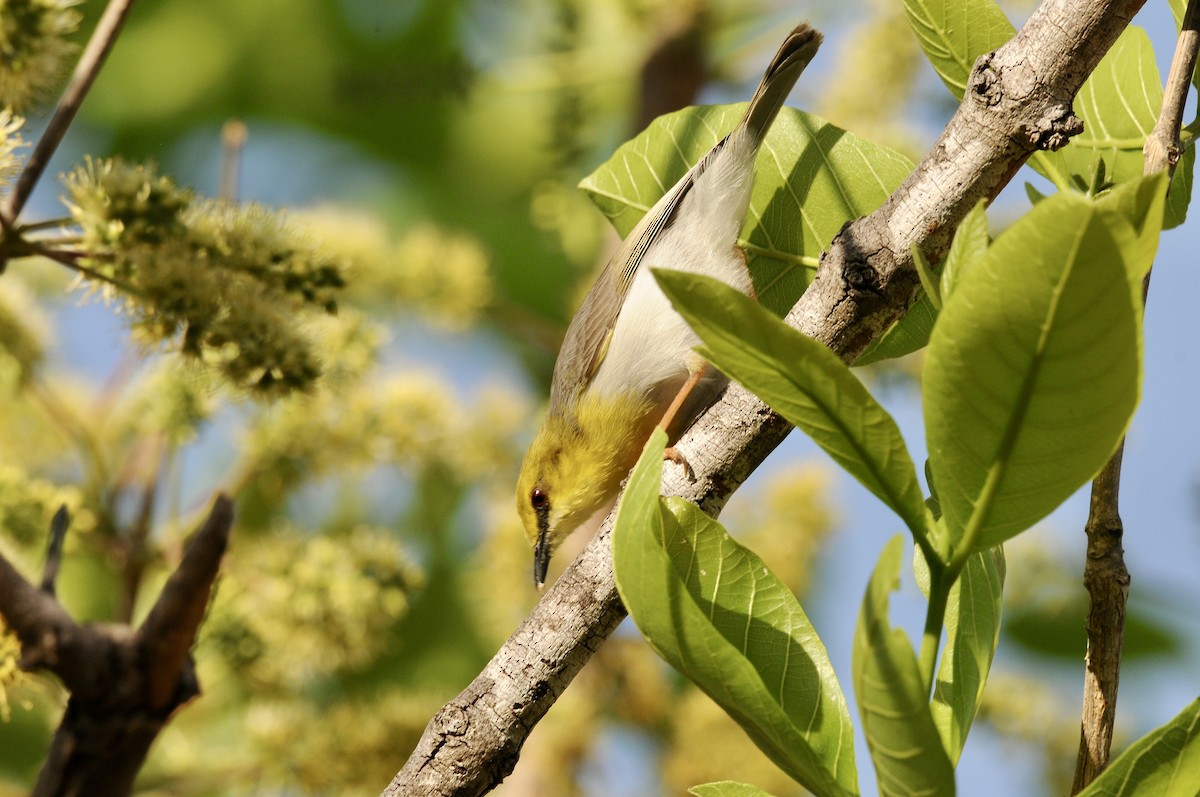 Green-capped Eremomela - ML642581489