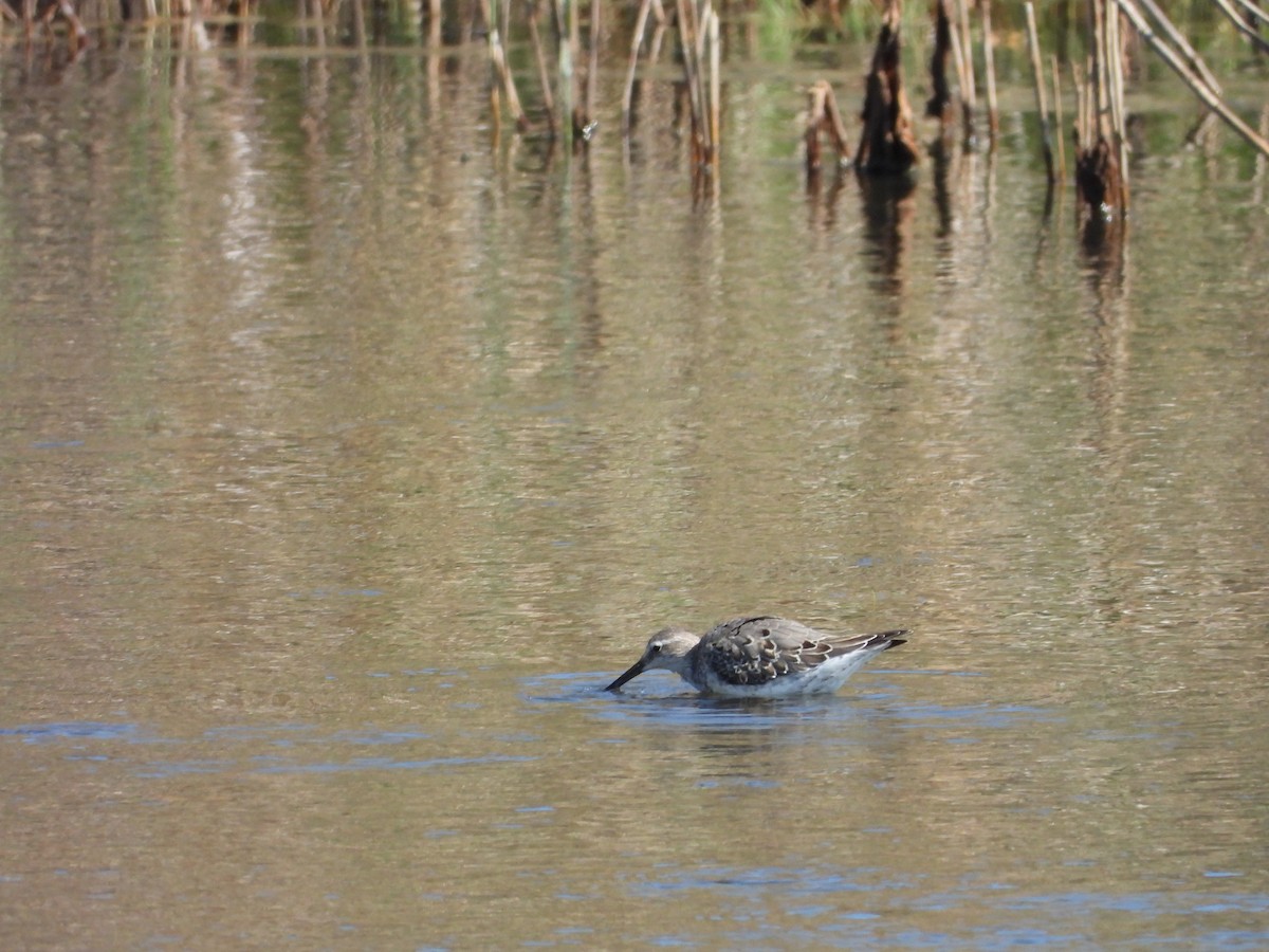 Stilt Sandpiper - ML642581490