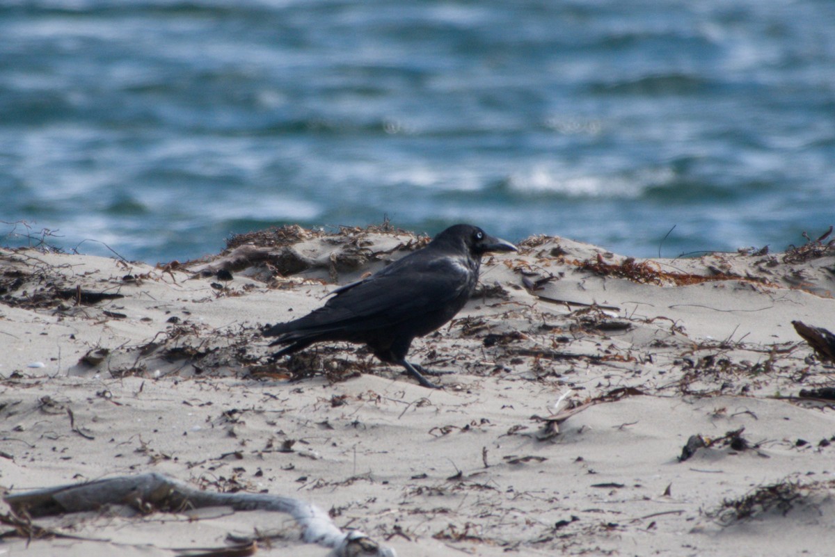 Forest Raven - ML642581507