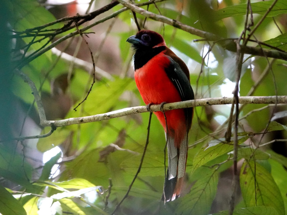 Diard's Trogon - ML642581508
