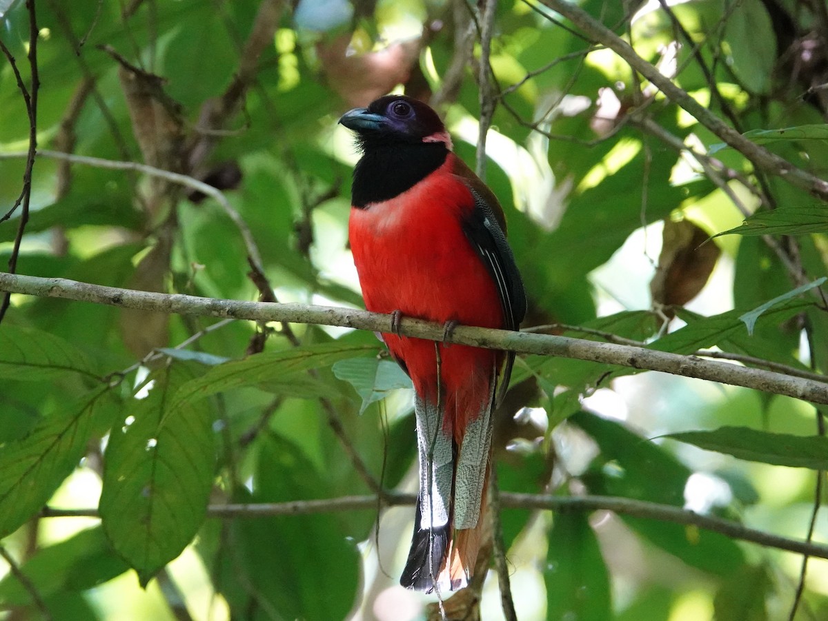 Diard's Trogon - ML642581509