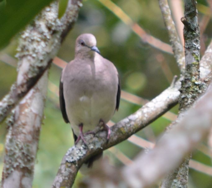 White-tipped Dove - CARLOS ARIEL LOPEZ ZULETA