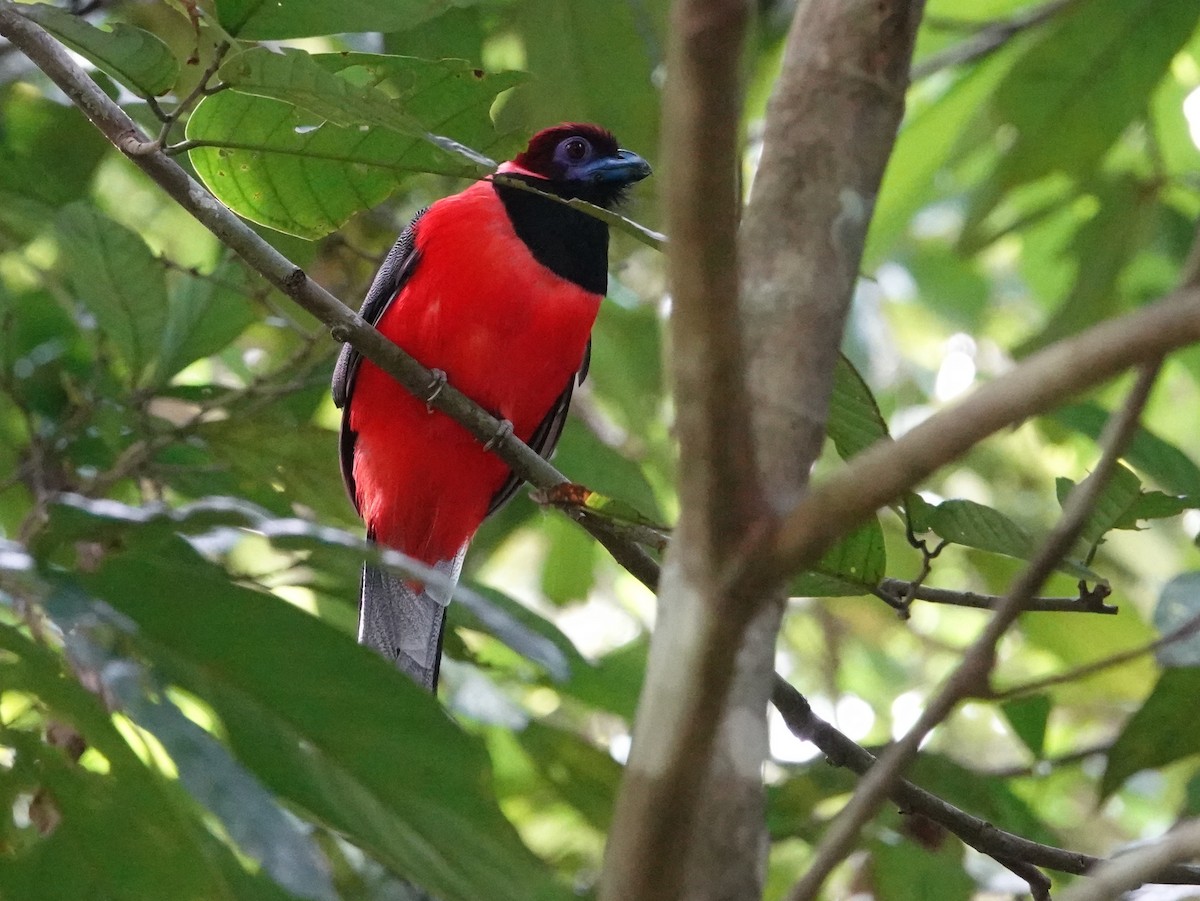 Diard's Trogon - ML642581510