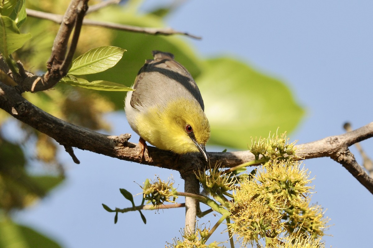 Green-capped Eremomela - ML642581516