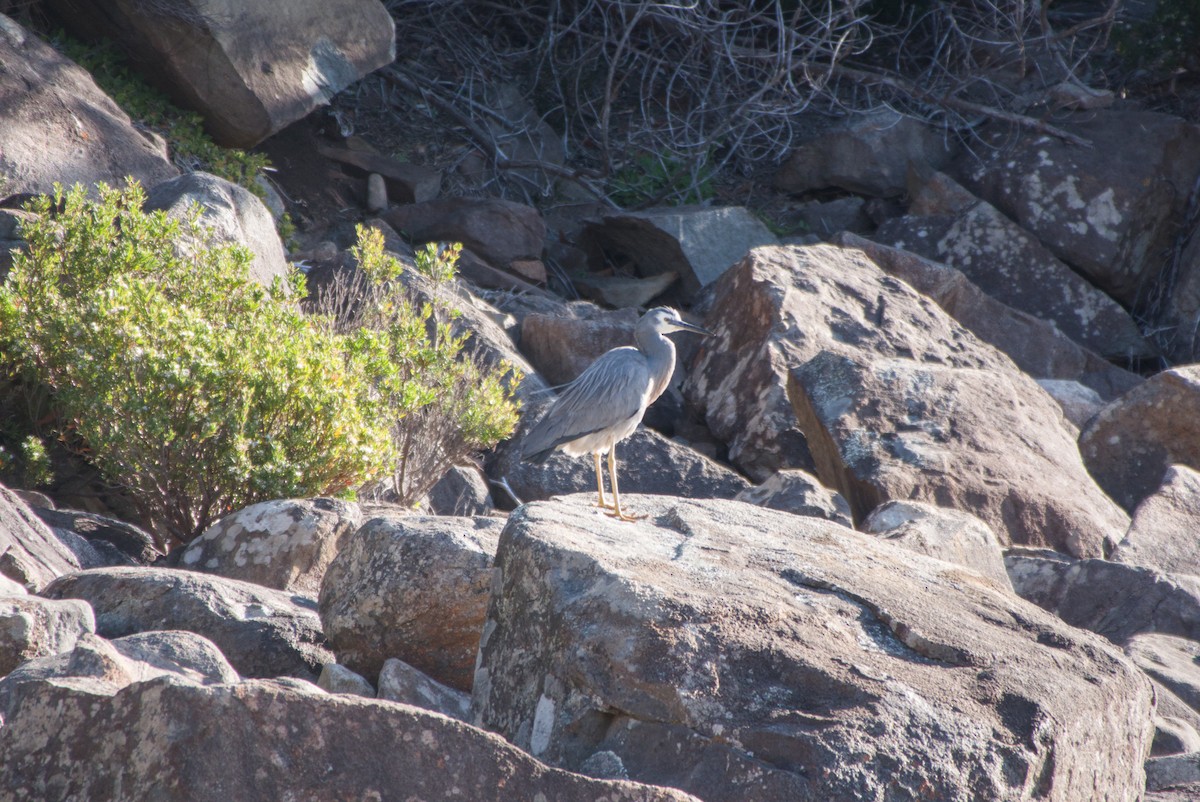 White-faced Heron - ML642581527