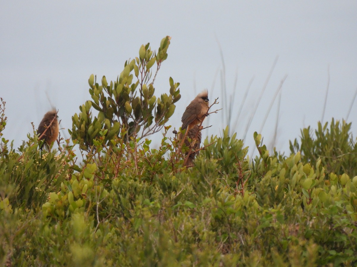 Speckled Mousebird - ML642581543