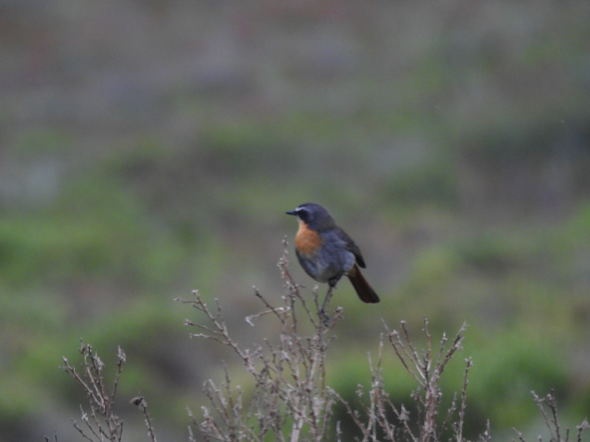 Cape Robin-Chat - ML642581553