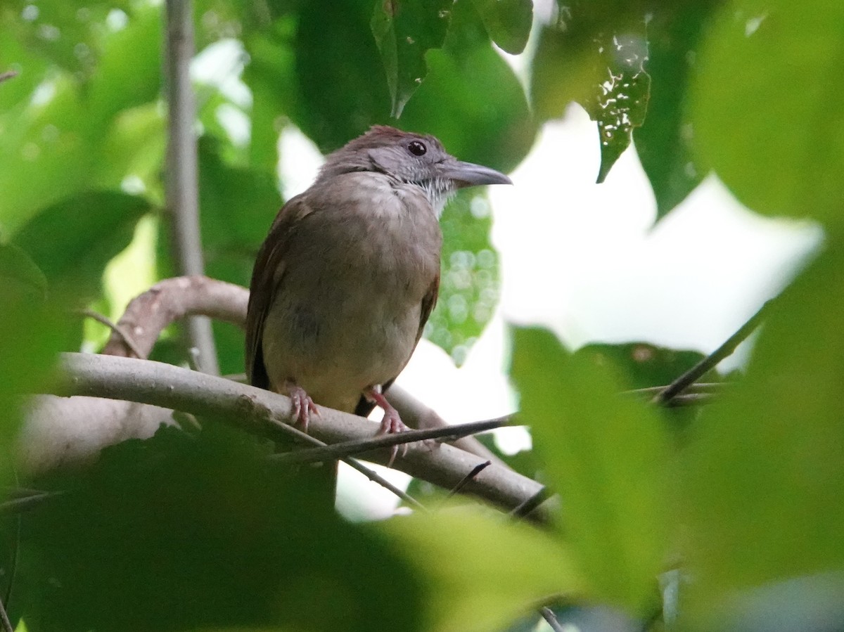 Gray-cheeked Bulbul - ML642581576