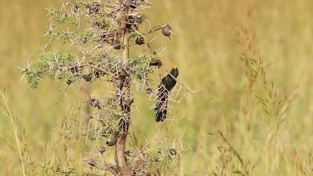 Abyssinian Scimitarbill - ML642581580
