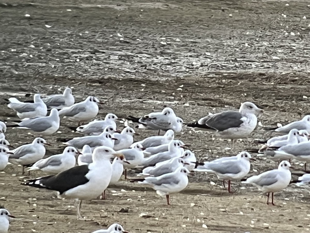 European Herring x Lesser Black-backed Gull (hybrid) - ML642581586