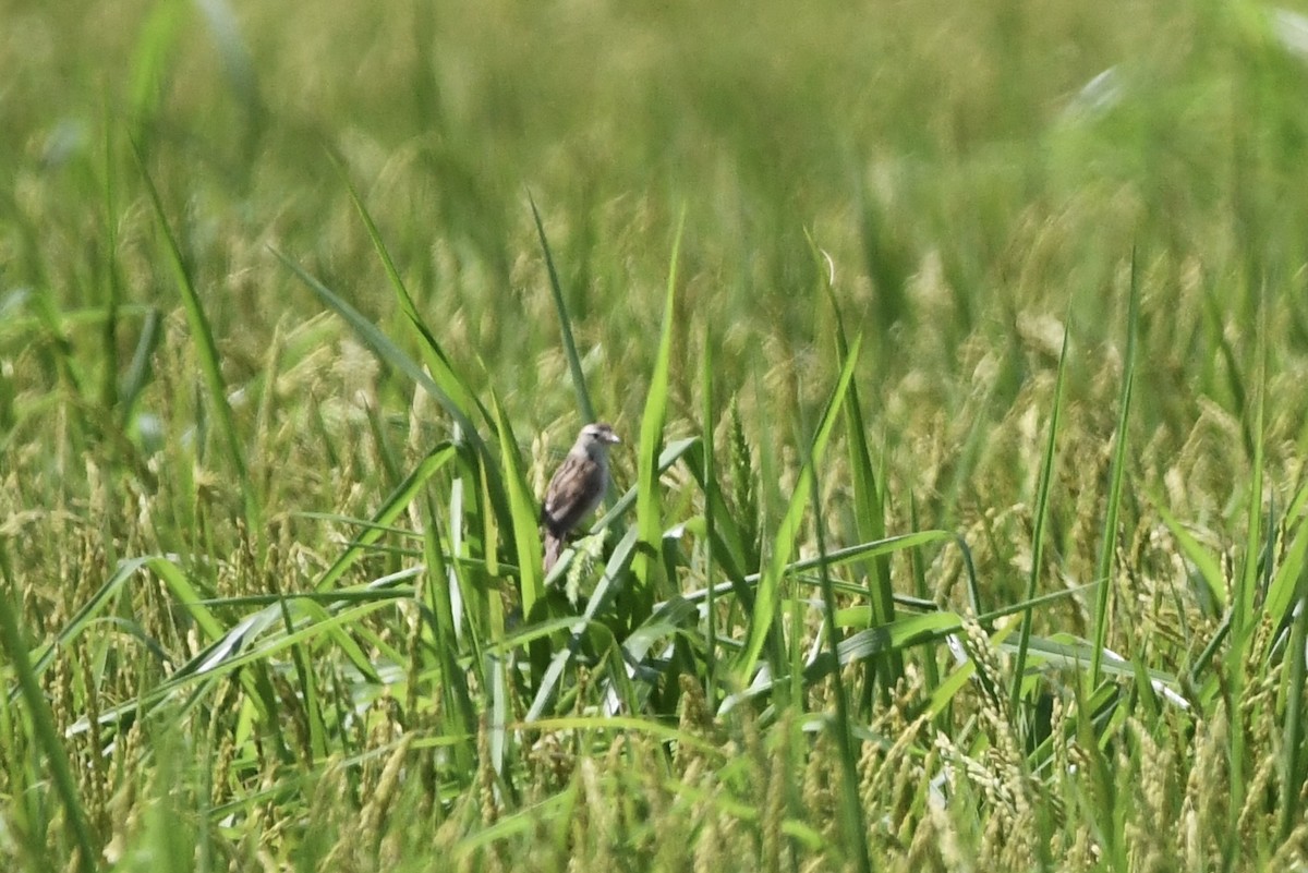 Marsh Grassbird - ML642581590