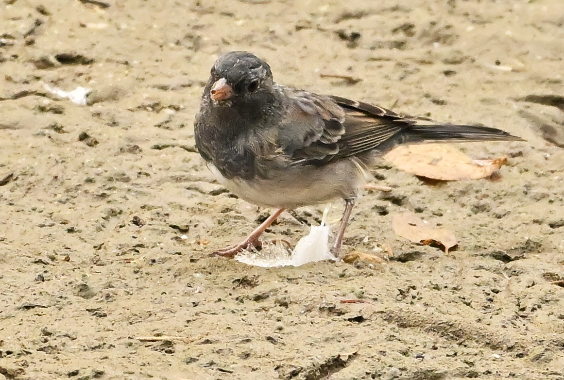 Dark-eyed Junco (cismontanus) - ML642581592