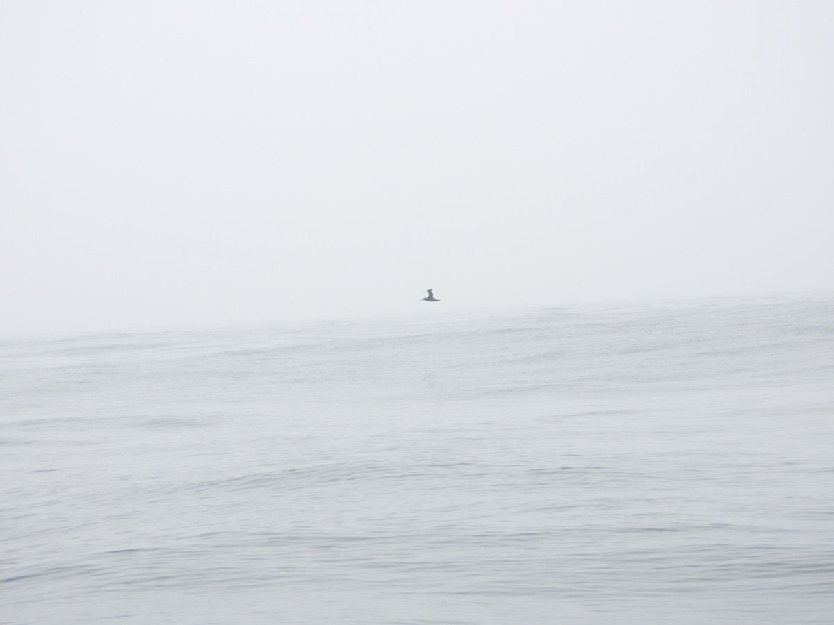 Northern Giant-Petrel - ML642581593