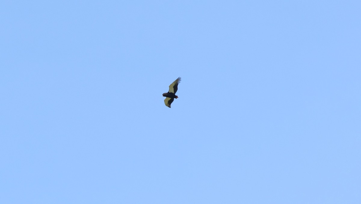Bateleur - ML642581594