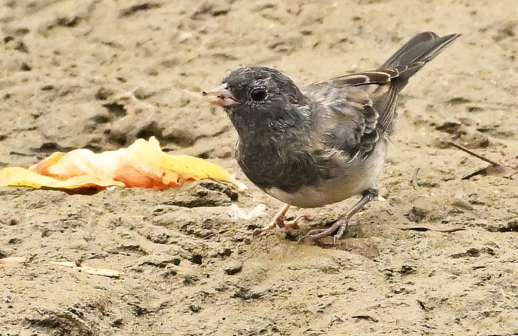 Dark-eyed Junco (cismontanus) - ML642581597