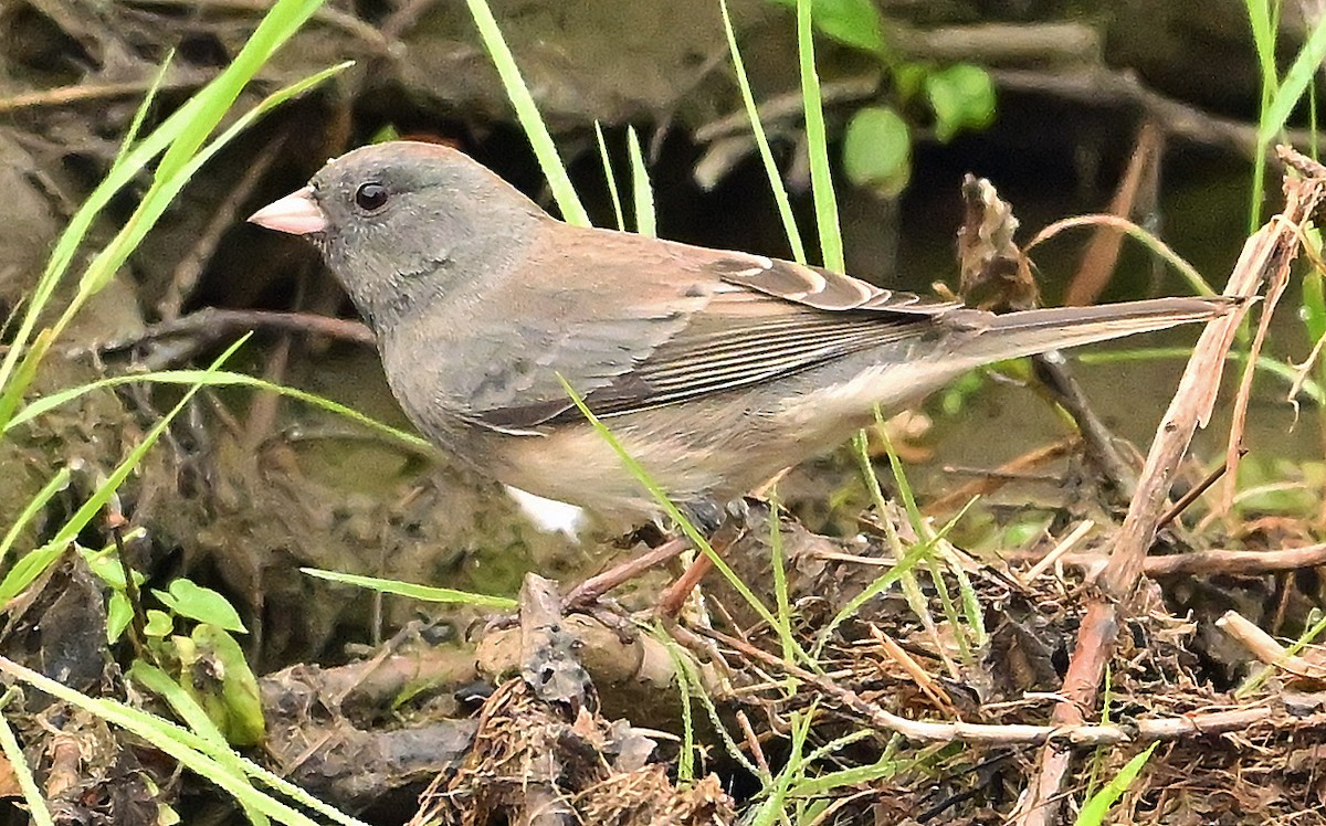 Dark-eyed Junco (cismontanus) - ML642581598