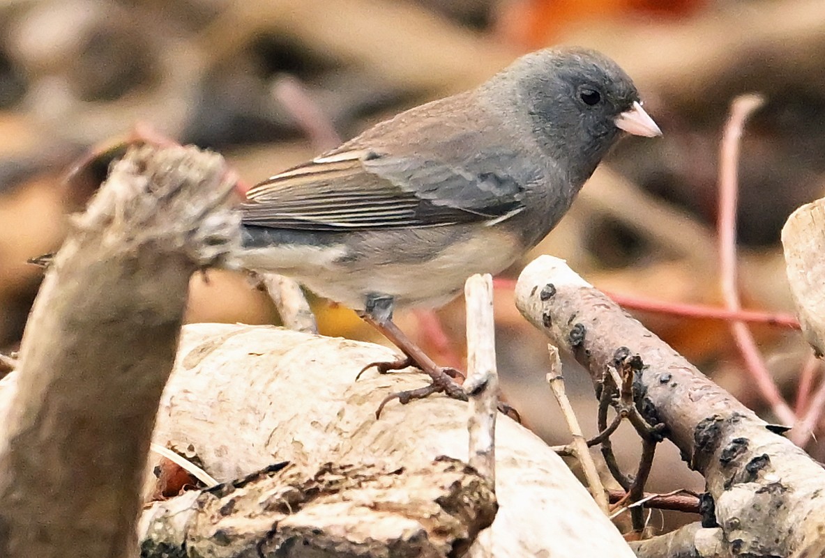 Dark-eyed Junco (cismontanus) - ML642581599