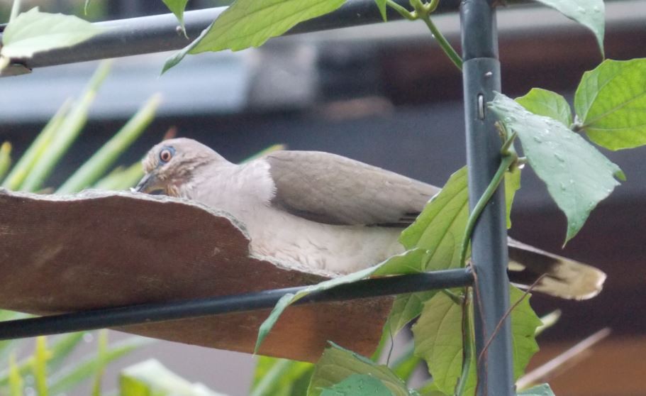 White-tipped Dove - ML64258161