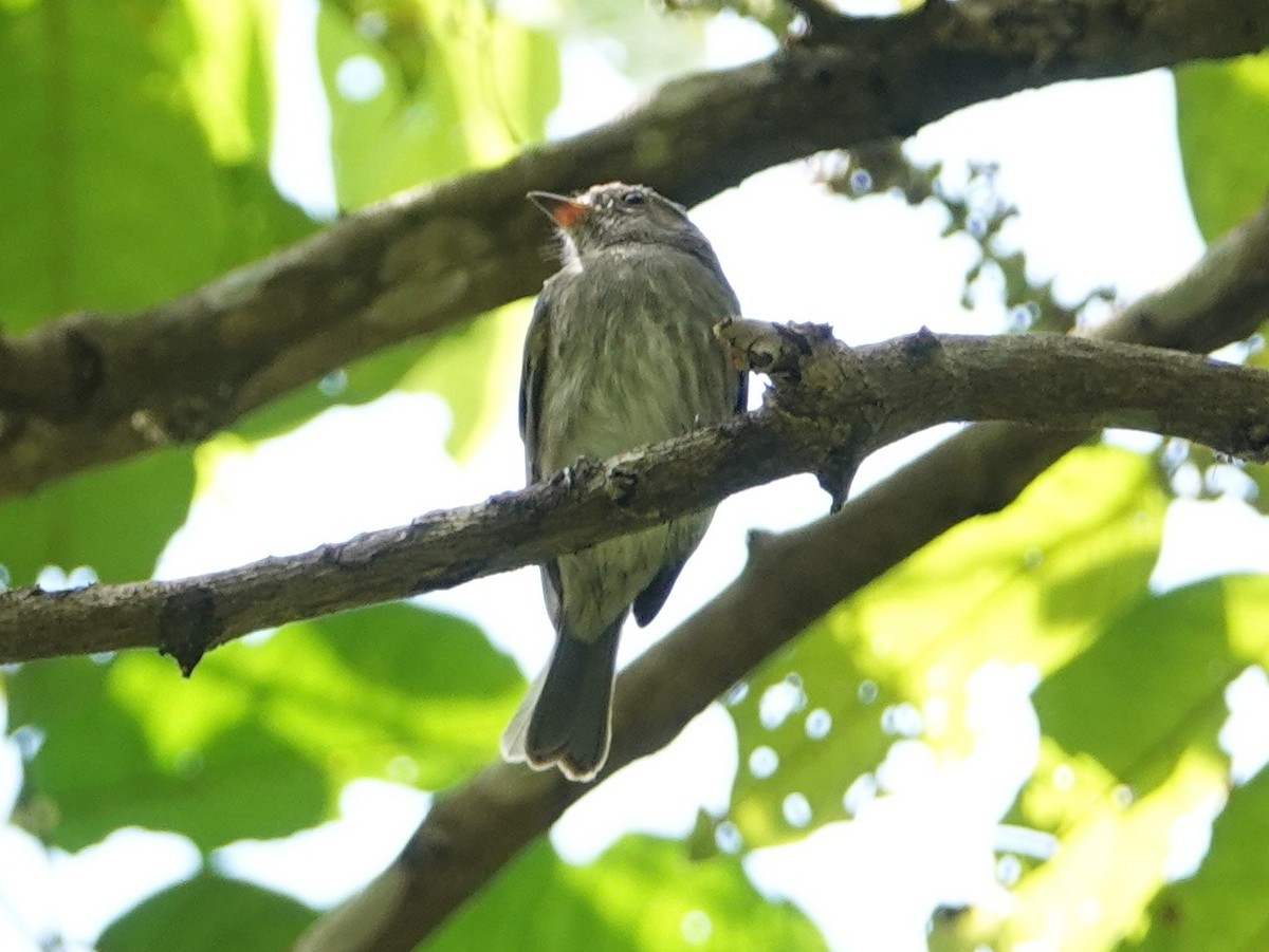 Brown-streaked Flycatcher (Umber) - ML642581620