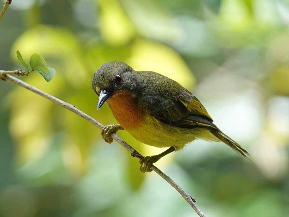 Ruby-cheeked Sunbird - ML642581628