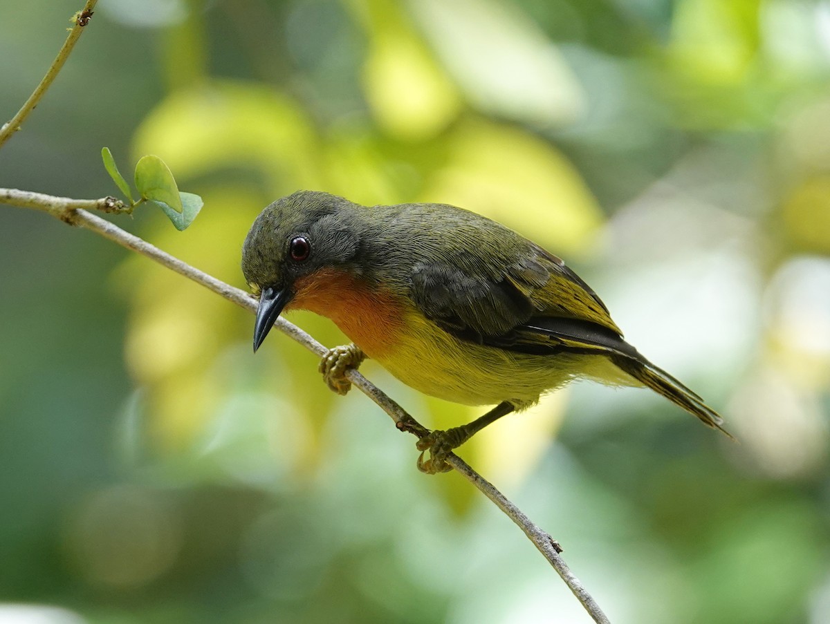 Ruby-cheeked Sunbird - ML642581629