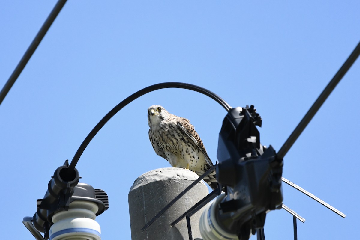 Eurasian Kestrel (Eurasian) - ML642581630