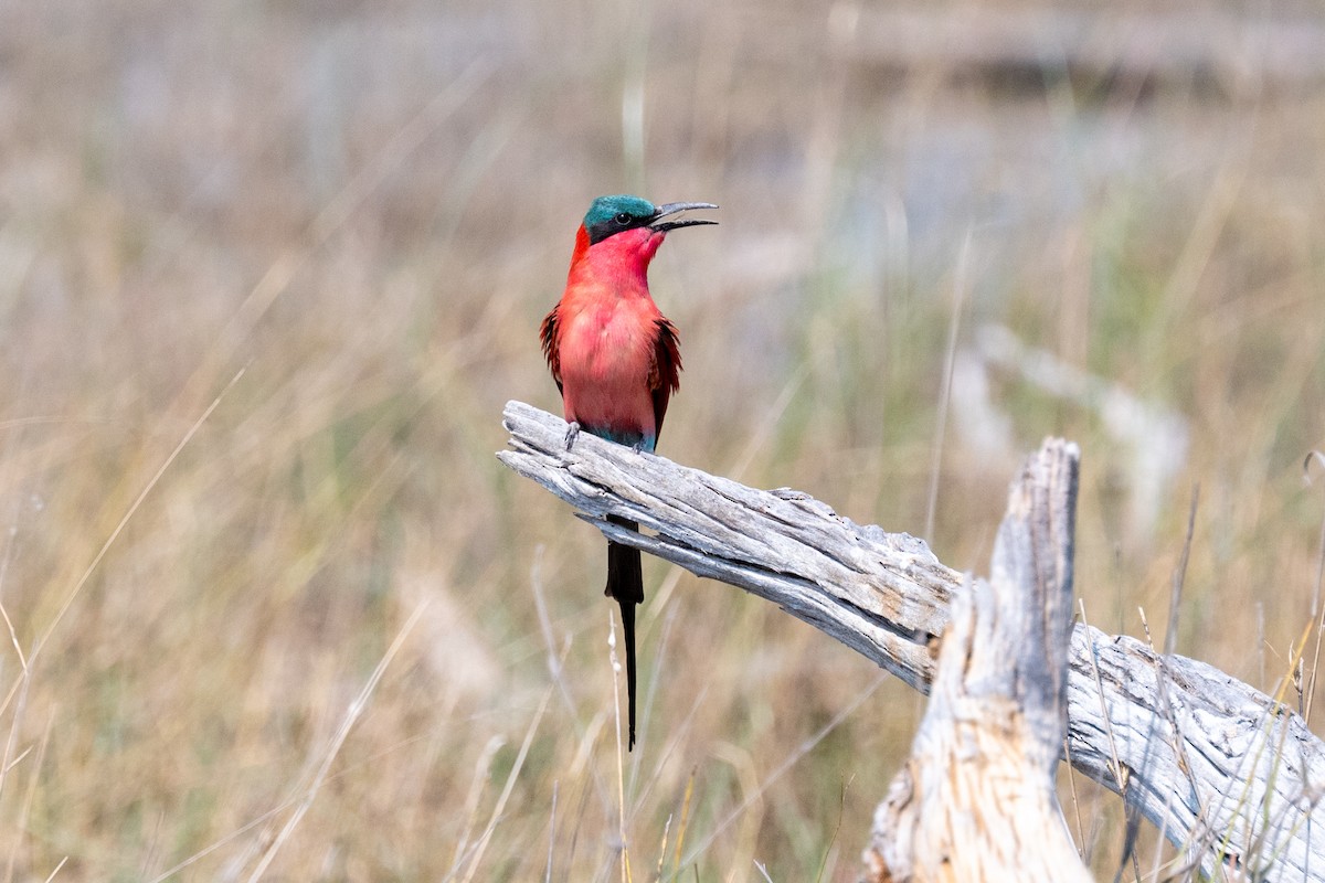 Southern Carmine Bee-eater - ML642581639