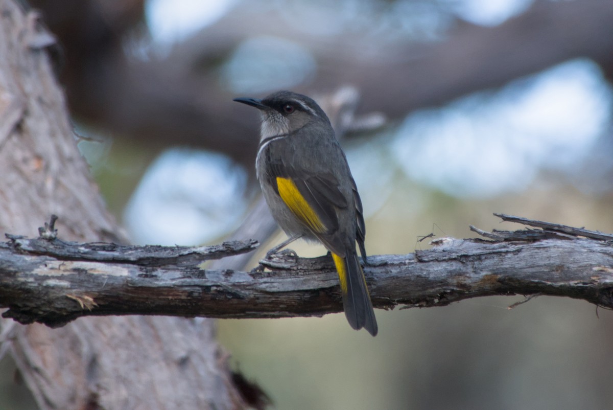 Crescent Honeyeater - ML642581673