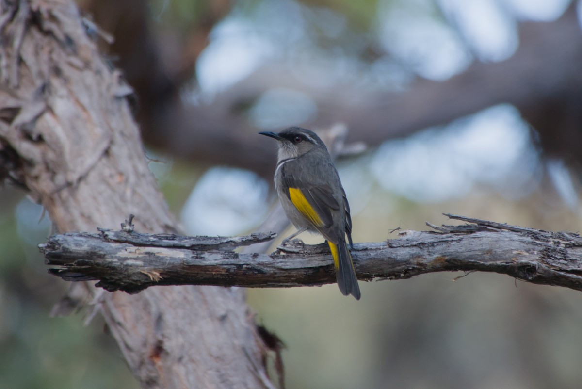 Crescent Honeyeater - ML642581674
