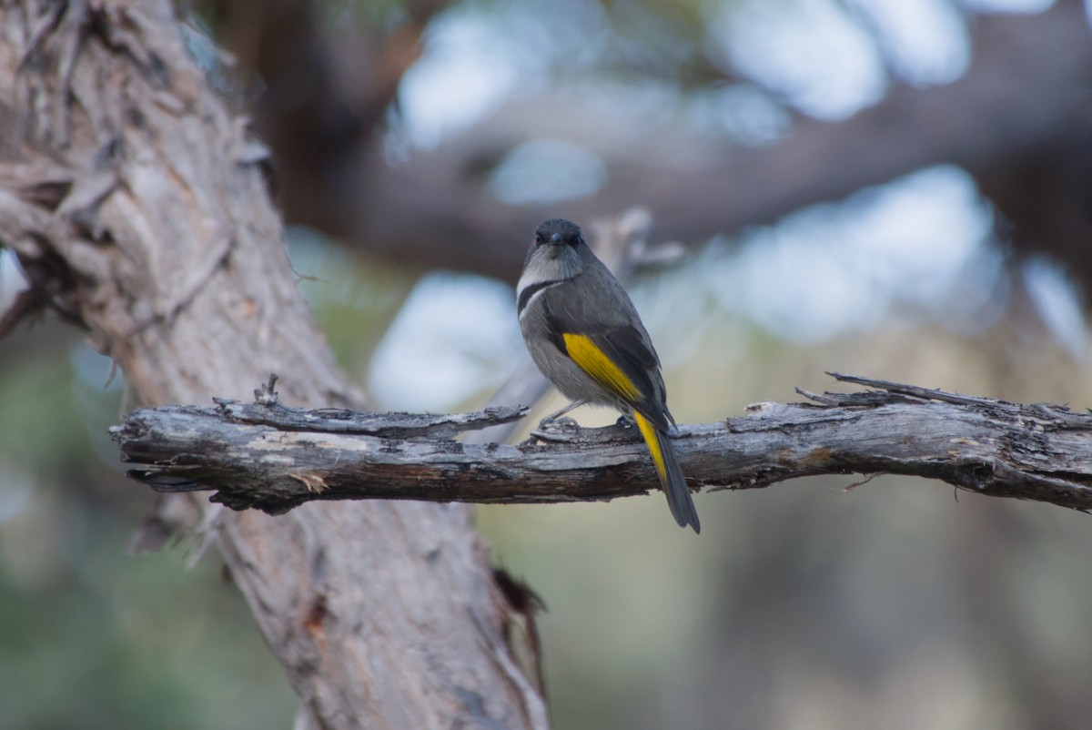 Crescent Honeyeater - ML642581675