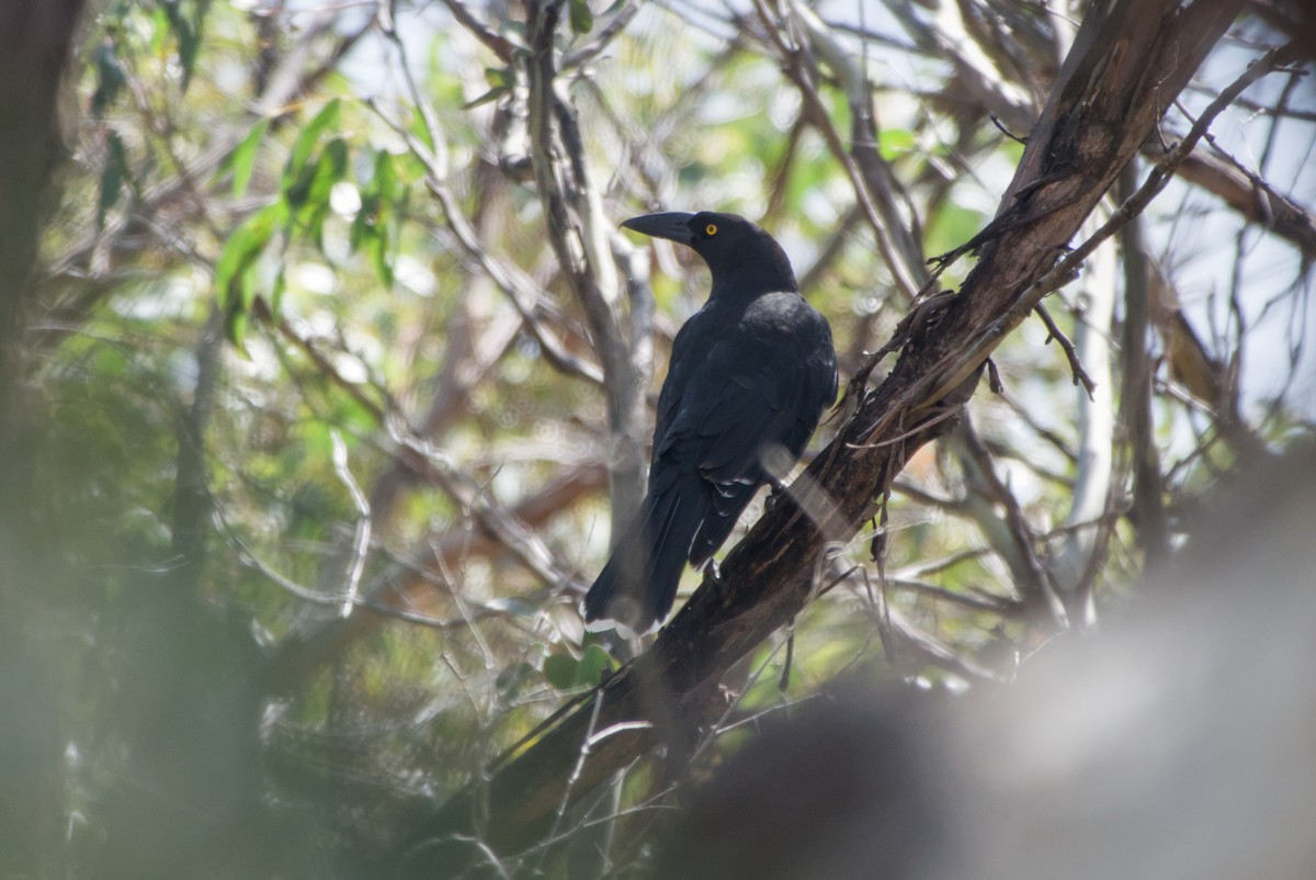 Black Currawong - ML642581720
