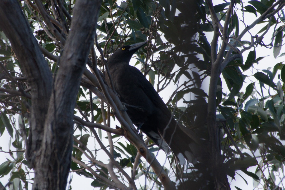 Black Currawong - ML642581721