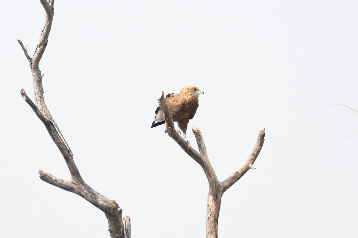 Bateleur - ML642581722