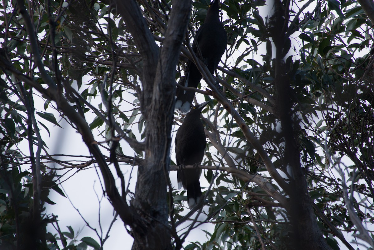 Black Currawong - ML642581723