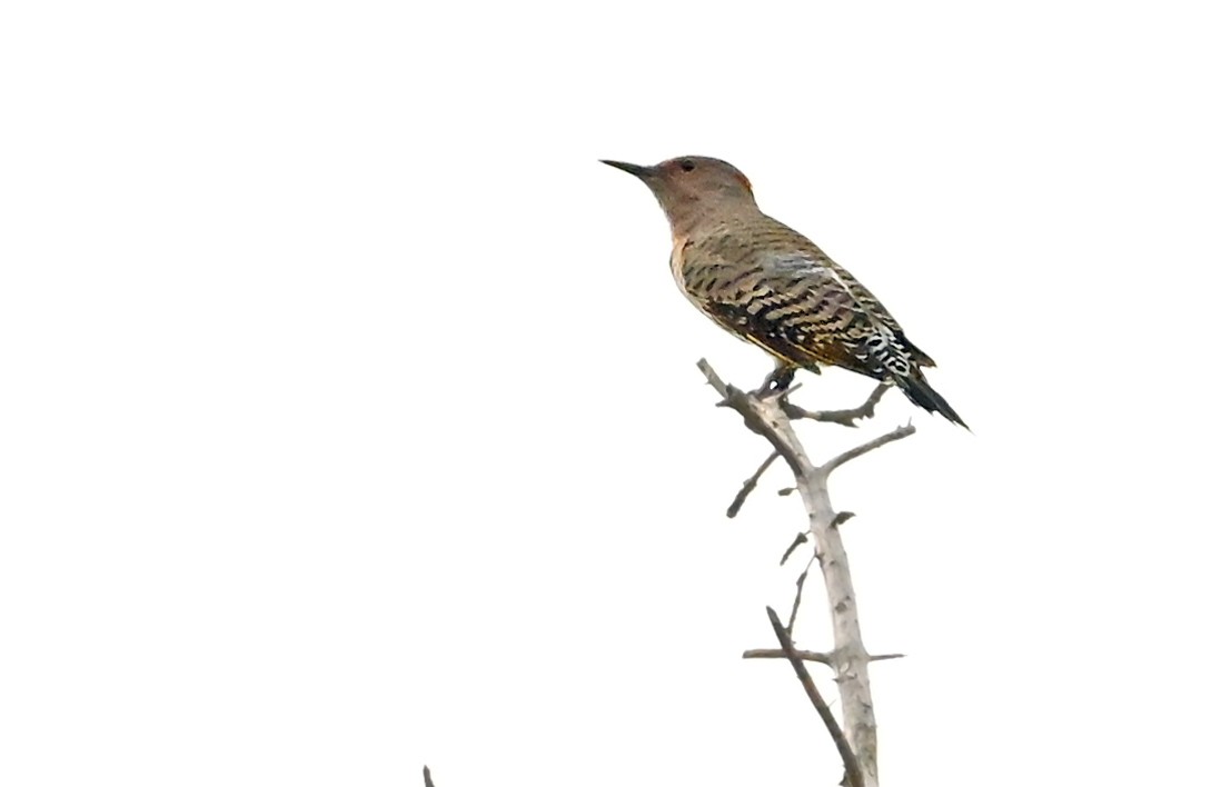 Northern Flicker (Yellow-shafted) - ML642581729