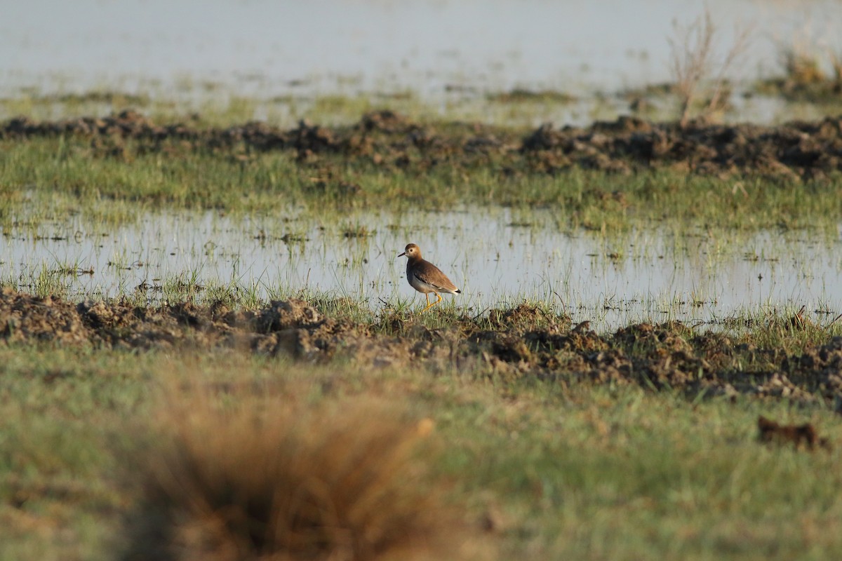White-tailed Lapwing - ML642581732